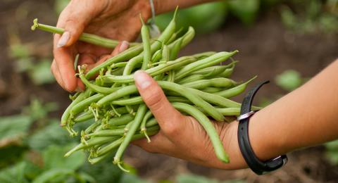 A gardener holding a handful of green beans
